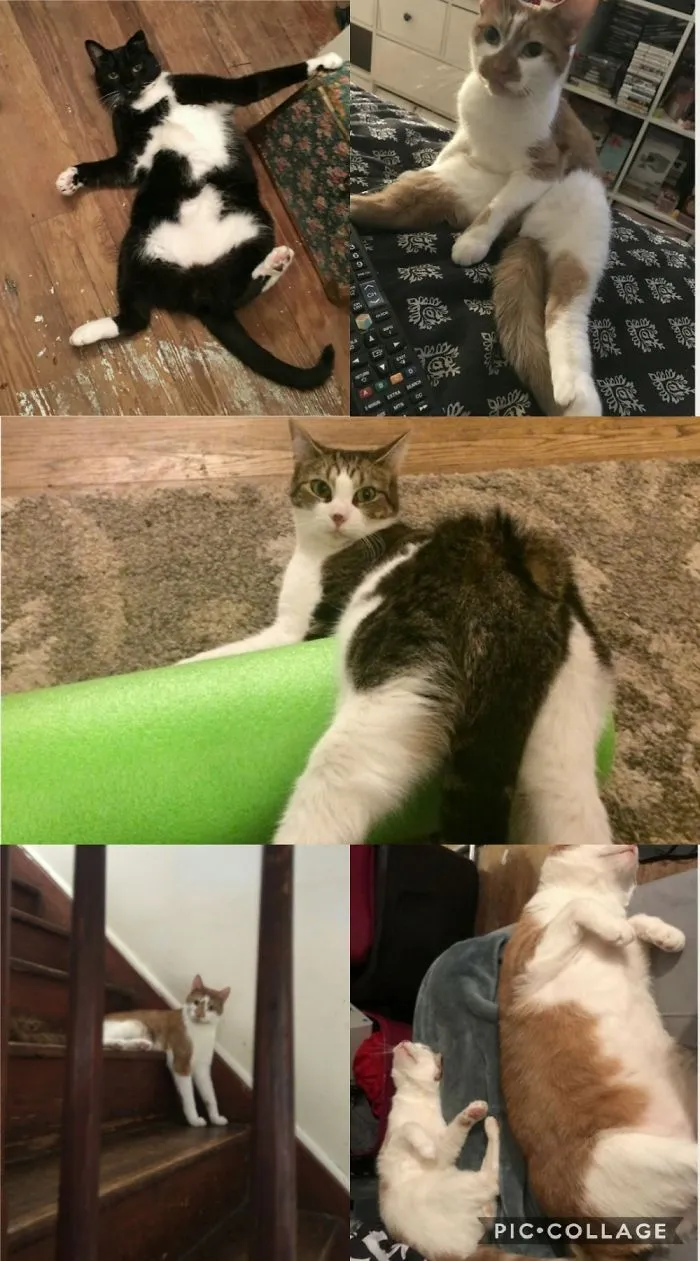 People Are Posting Pics Of Their Cats Stretching, And It’s Hilarious (198 Pics)