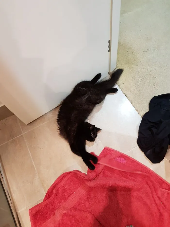 People Are Posting Pics Of Their Cats Stretching, And It’s Hilarious (198 Pics)