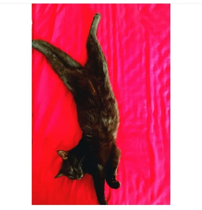 People Are Posting Pics Of Their Cats Stretching, And It’s Hilarious (198 Pics)