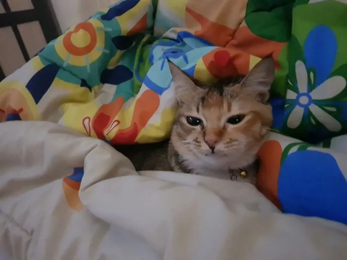Napping In The Blanket