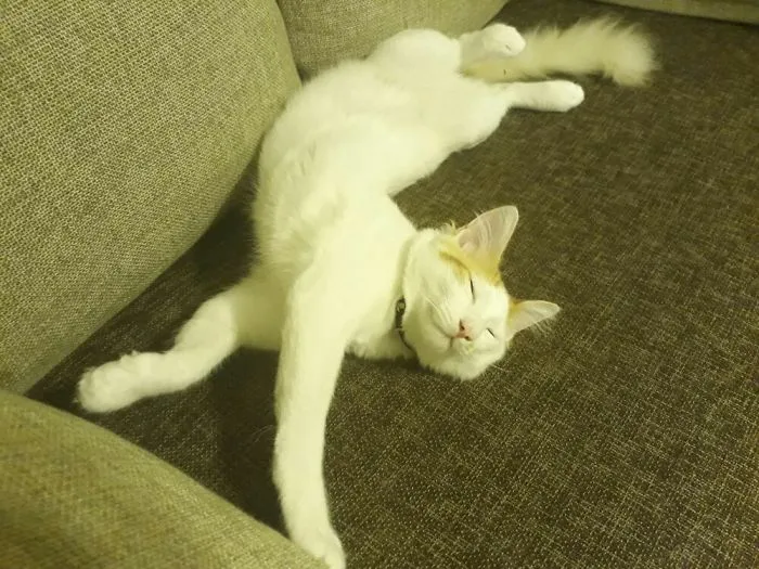 People Are Posting Pics Of Their Cats Stretching, And It’s Hilarious (198 Pics)