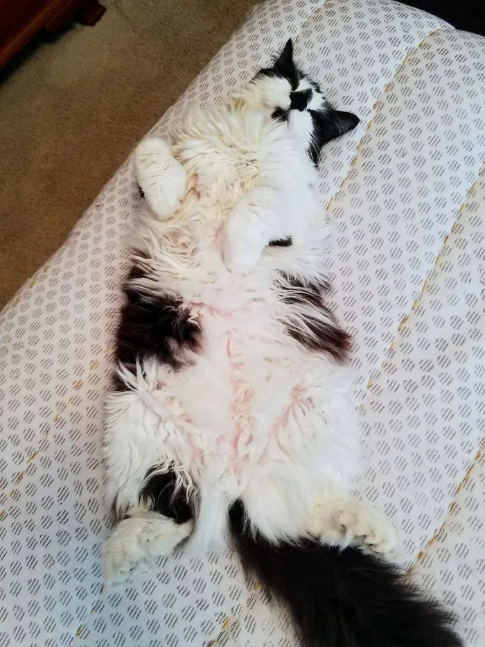 People Are Posting Pics Of Their Cats Stretching, And It’s Hilarious (198 Pics)