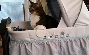 50 Hilarious Photos That Prove Cats Are The Biggest Jerks