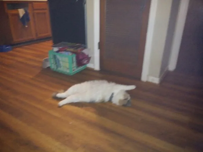 People Are Posting Pics Of Their Cats Stretching, And It’s Hilarious (198 Pics)