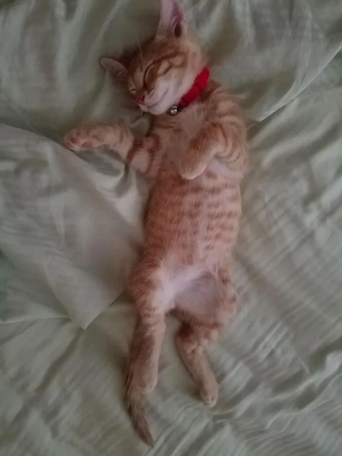 People Are Posting Pics Of Their Cats Stretching, And It’s Hilarious (198 Pics)