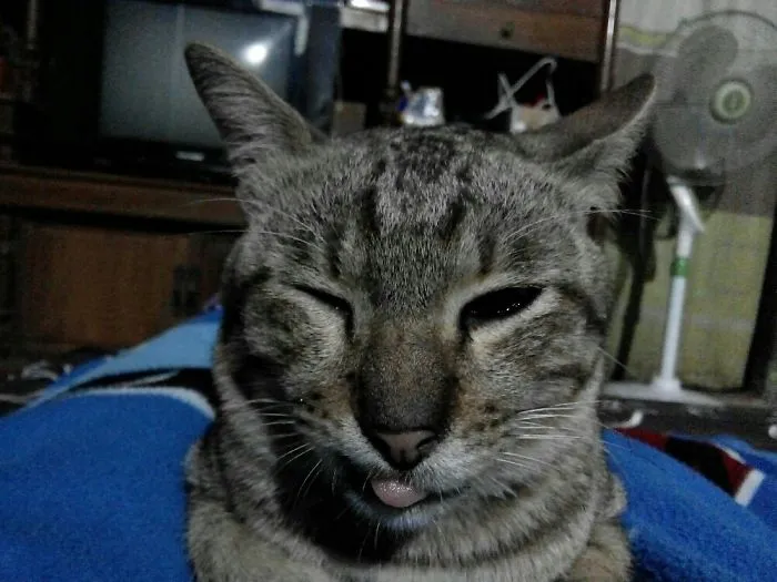The Face He Made After Conquering My Favorite Blanket