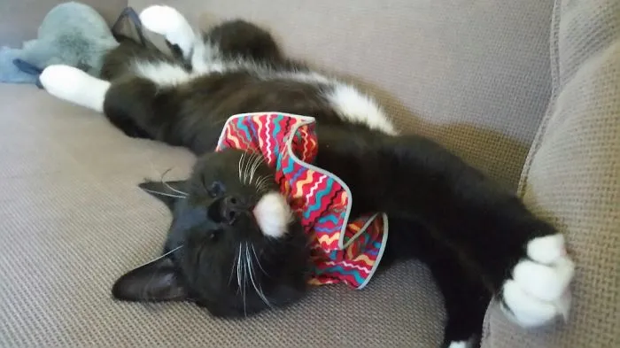 People Are Posting Pics Of Their Cats Stretching, And It’s Hilarious (198 Pics)
