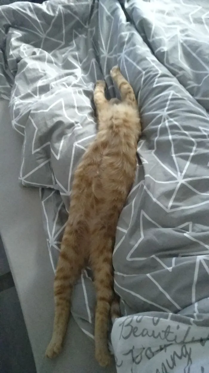 People Are Posting Pics Of Their Cats Stretching, And It’s Hilarious (198 Pics)