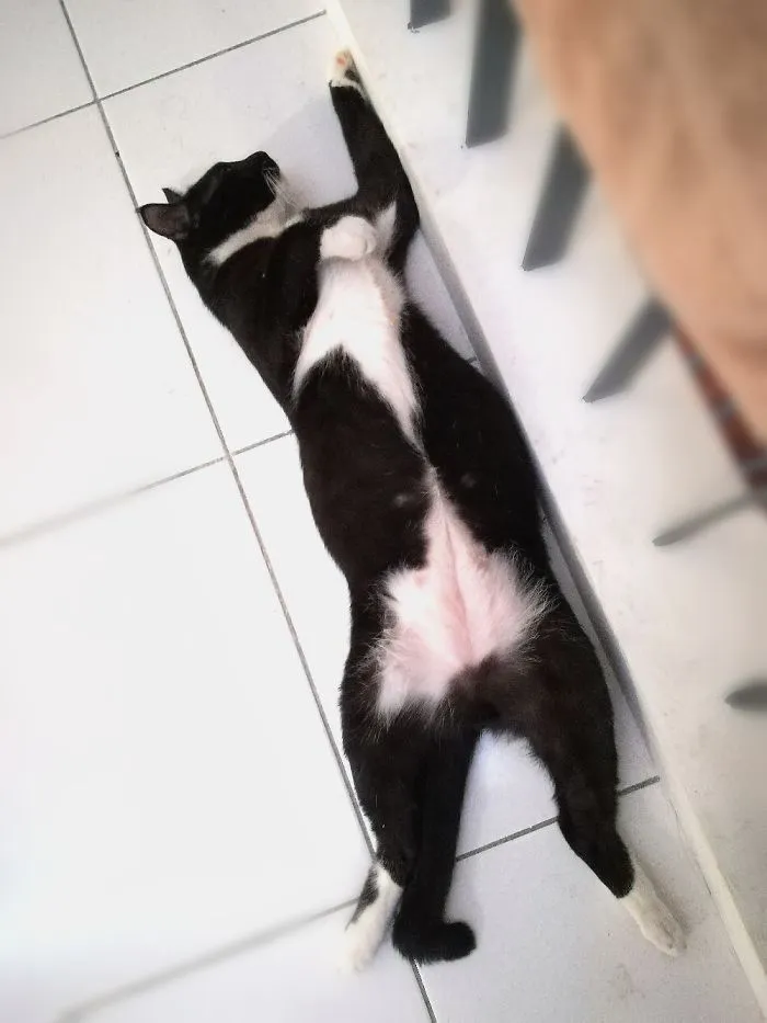 People Are Posting Pics Of Their Cats Stretching, And It’s Hilarious (198 Pics)