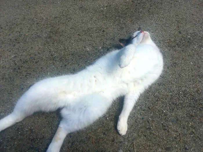 People Are Posting Pics Of Their Cats Stretching, And It’s Hilarious (198 Pics)