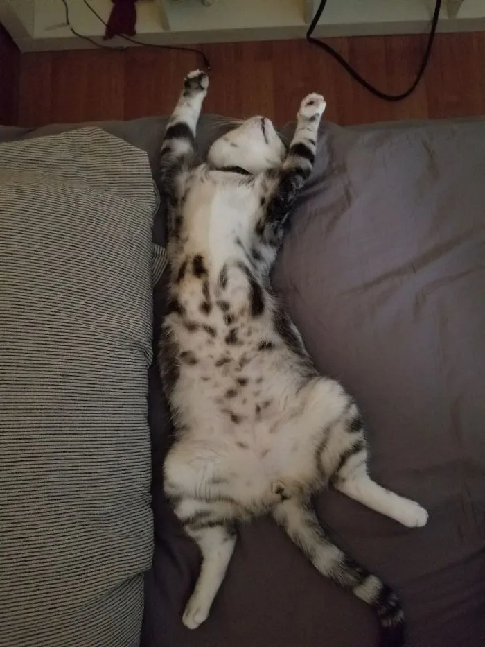 People Are Posting Pics Of Their Cats Stretching, And It’s Hilarious (198 Pics)