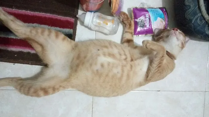 People Are Posting Pics Of Their Cats Stretching, And It’s Hilarious (198 Pics)