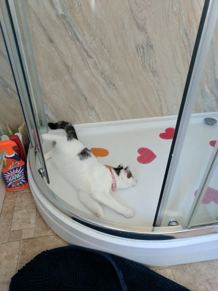 People Are Posting Pics Of Their Cats Stretching, And It’s Hilarious (198 Pics)