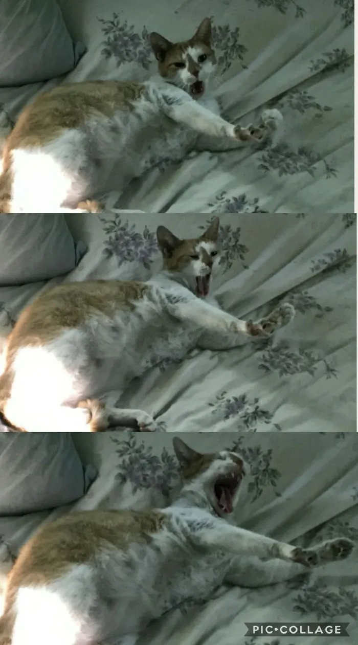 People Are Posting Pics Of Their Cats Stretching, And It’s Hilarious (198 Pics)