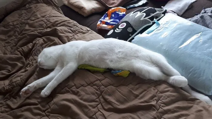 People Are Posting Pics Of Their Cats Stretching, And It’s Hilarious (198 Pics)