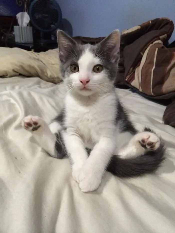 People Are Posting Pics Of Their Cats Stretching, And It’s Hilarious (198 Pics)