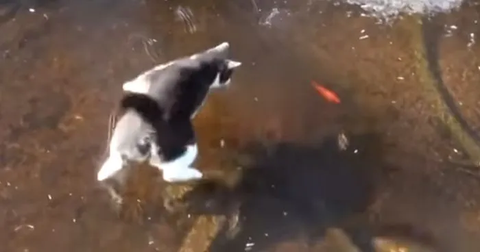 Cat "Walks" On The Water When Trying To Hunt A Fish And The Result Is Hilarious