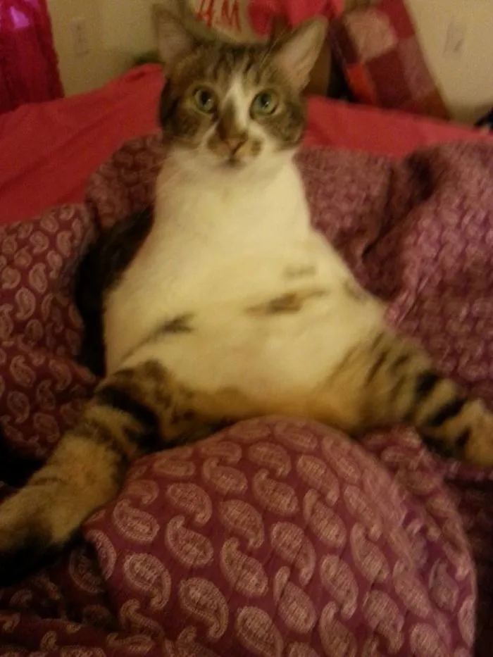 People Are Posting Pics Of Their Cats Stretching, And It’s Hilarious (198 Pics)