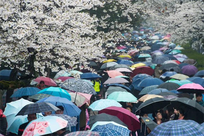 Cherry Blossoms Have Just Bloomed In China, And It's Probably One Of The Most Amazing Sights On The Planet