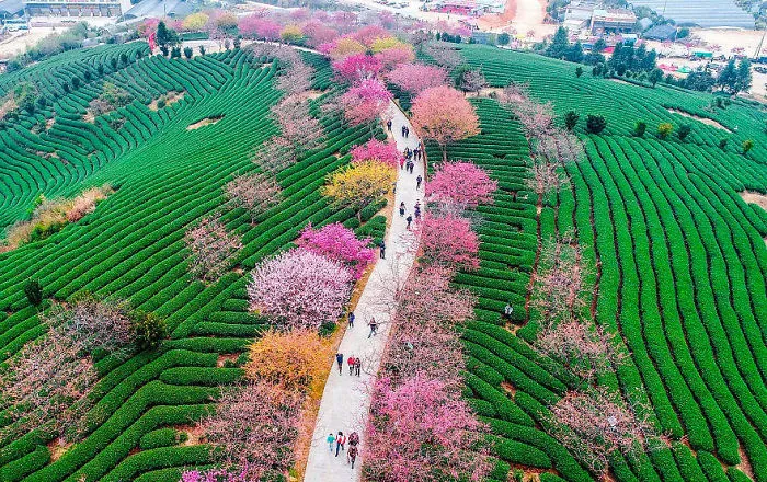 Cherry Blossoms Have Just Bloomed In China, And It's Probably One Of The Most Amazing Sights On The Planet