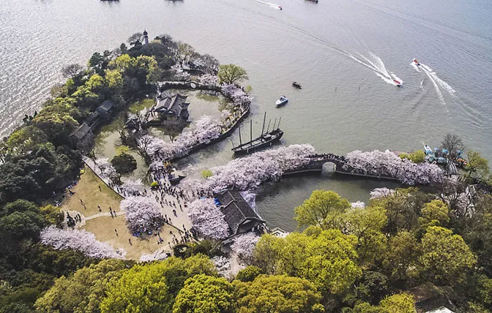 Cherry Blossoms Have Just Bloomed In China, And It's Probably One Of The Most Amazing Sights On The Planet