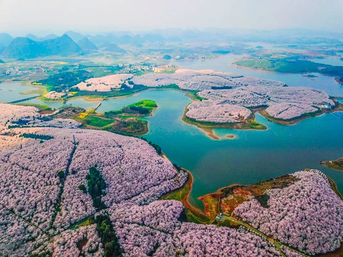 Cherry Blossoms Have Just Bloomed In China, And It's Probably One Of The Most Amazing Sights On The Planet