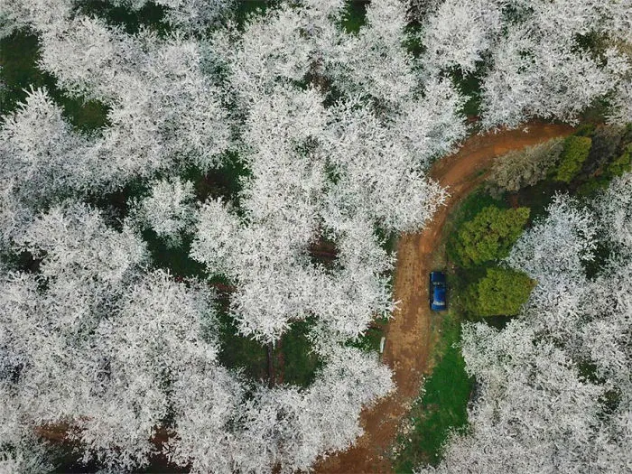 Cherry Blossoms Have Just Bloomed In China, And It's Probably One Of The Most Amazing Sights On The Planet