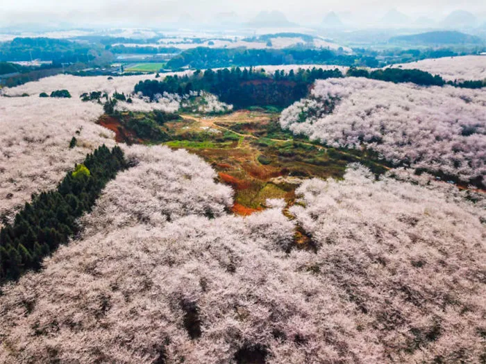 Han florecido los cerezos en China, y probablemente sea uno de los paisajes más increíbles del planeta