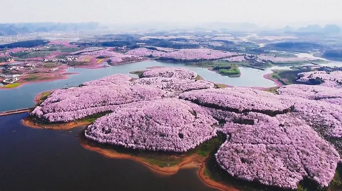 Cherry Blossoms Have Just Bloomed In China, And It's Probably One Of The Most Amazing Sights On The Planet