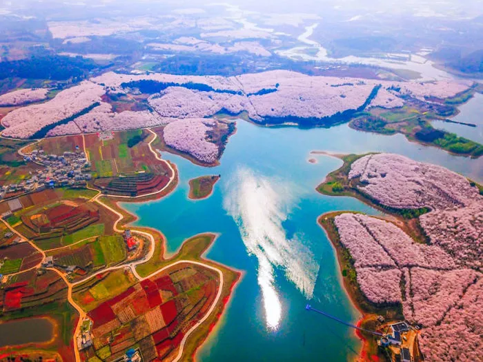Cherry Blossoms Have Just Bloomed In China, And It's Probably One Of The Most Amazing Sights On The Planet