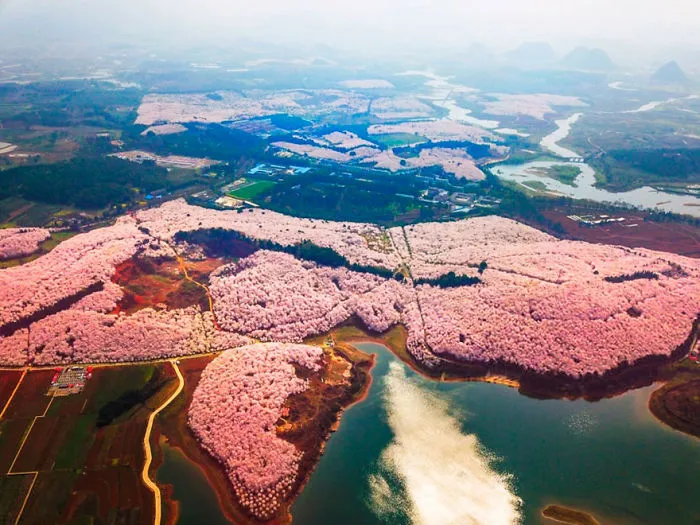 Han florecido los cerezos en China, y probablemente sea uno de los paisajes más increíbles del planeta