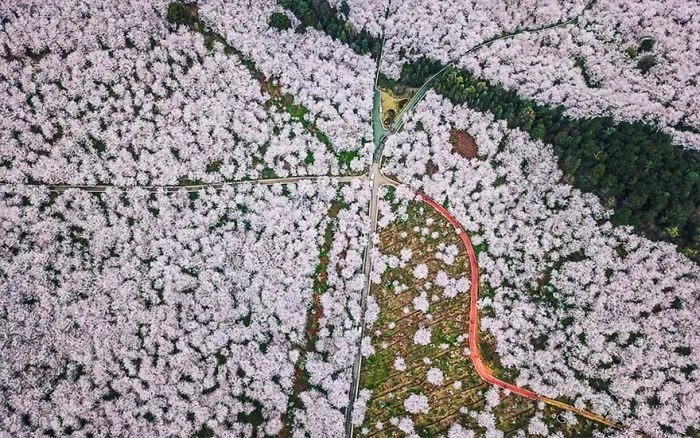 Cherry Blossoms Have Just Bloomed In China, And It's Probably One Of The Most Amazing Sights On The Planet