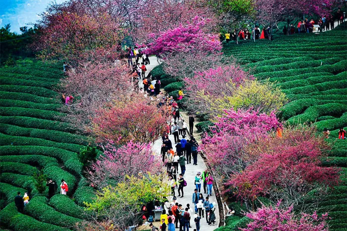 Cherry Blossoms Have Just Bloomed In China, And It's Probably One Of The Most Amazing Sights On The Planet