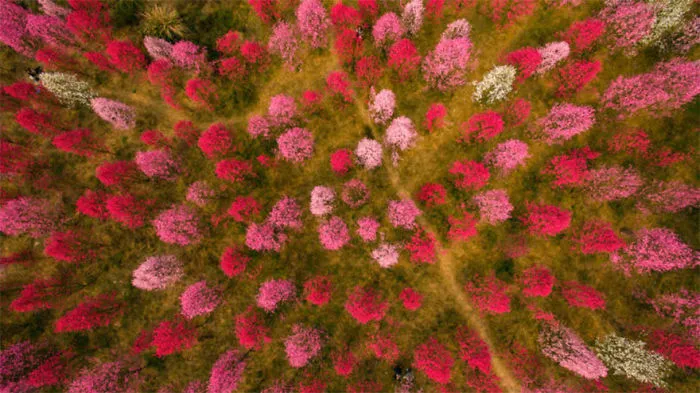 Cherry Blossoms Have Just Bloomed In China, And It's Probably One Of The Most Amazing Sights On The Planet
