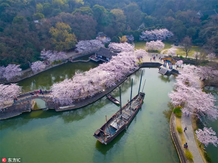 Cherry Blossoms Have Just Bloomed In China, And It's Probably One Of The Most Amazing Sights On The Planet