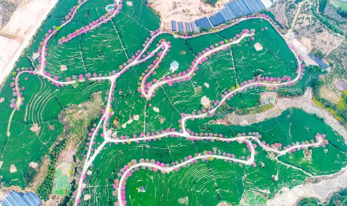 Cherry Blossoms Have Just Bloomed In China, And It's Probably One Of The Most Amazing Sights On The Planet