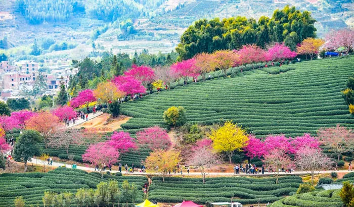 Cherry Blossoms Have Just Bloomed In China, And It's Probably One Of The Most Amazing Sights On The Planet