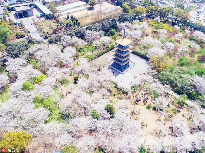 Cherry Blossoms Have Just Bloomed In China, And It's Probably One Of The Most Amazing Sights On The Planet