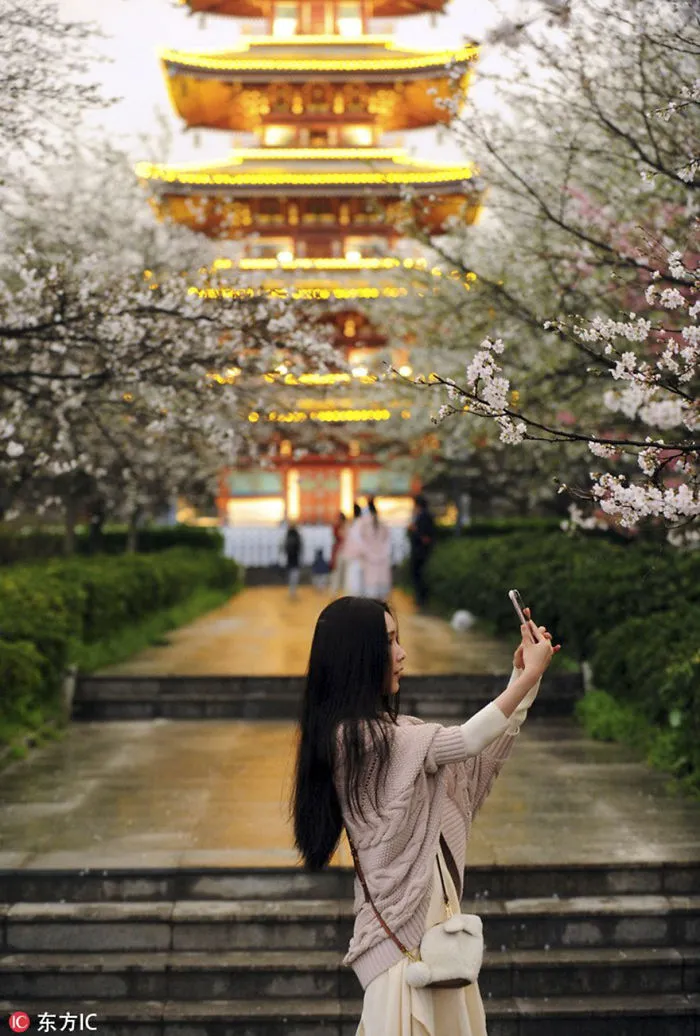 Cherry Blossoms Have Just Bloomed In China, And It's Probably One Of The Most Amazing Sights On The Planet