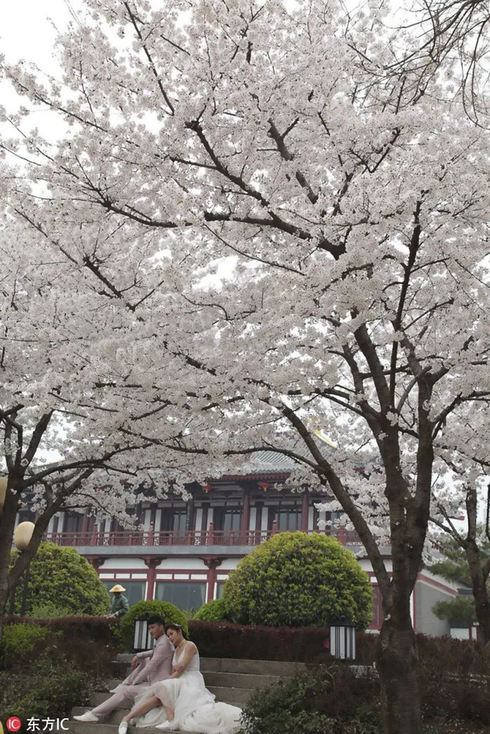 Cherry Blossoms Have Just Bloomed In China, And It's Probably One Of The Most Amazing Sights On The Planet