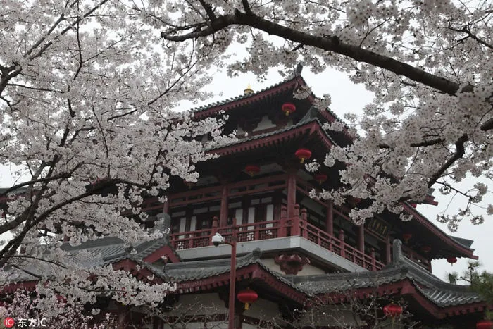 Cherry Blossoms Have Just Bloomed In China, And It's Probably One Of The Most Amazing Sights On The Planet