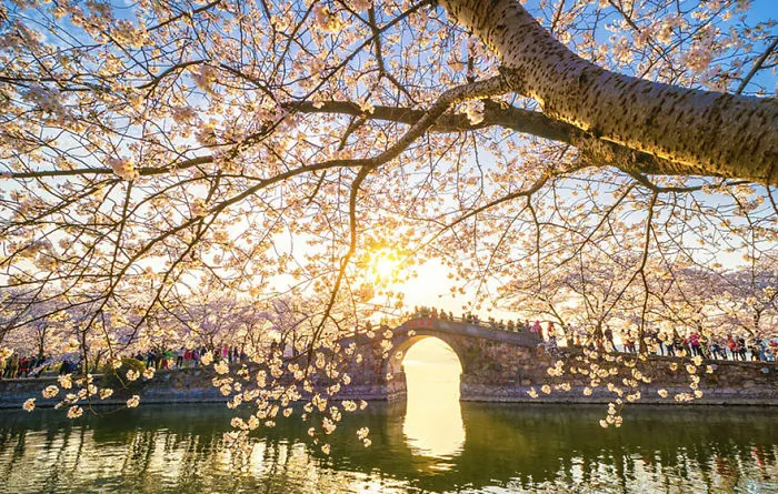 Cherry Blossoms Have Just Bloomed In China, And It's Probably One Of The Most Amazing Sights On The Planet