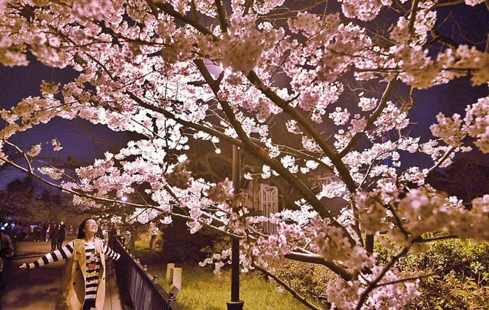 Cherry Blossoms Have Just Bloomed In China, And It's Probably One Of The Most Amazing Sights On The Planet