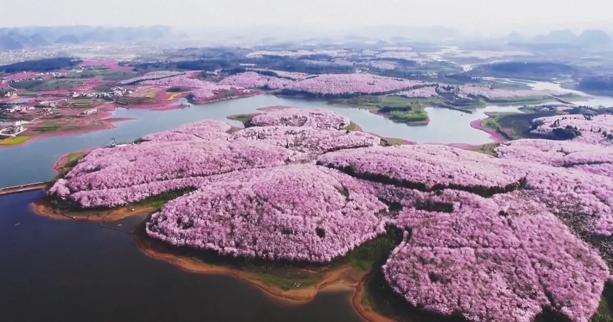 Han florecido los cerezos en China, y probablemente sea uno de los paisajes más increíbles del planeta