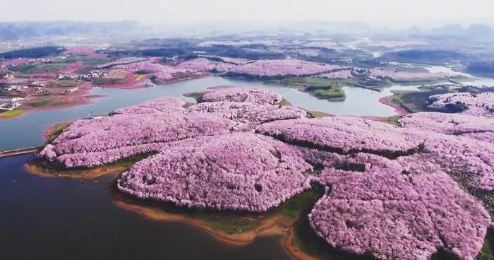 Cherry Blossoms Have Just Bloomed In China, And It's Probably One Of The Most Amazing Sights On The Planet