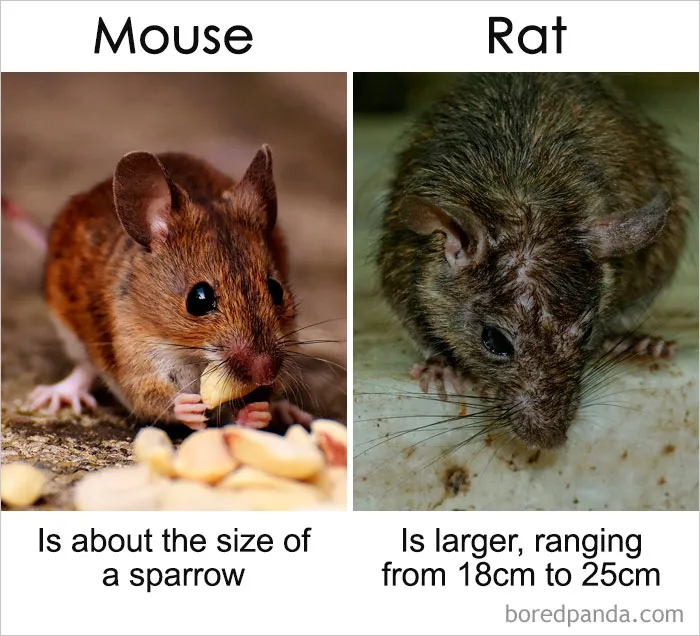 39 ‘Same’ Things That Most People Don't Know Are Actually Different