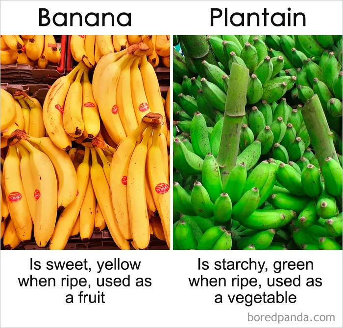 39 ‘Same’ Things That Most People Don't Know Are Actually Different