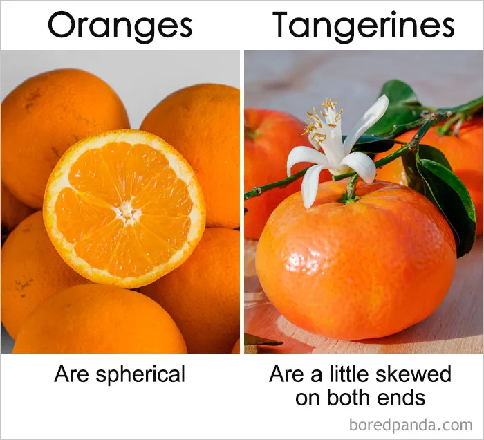 39 ‘Same’ Things That Most People Don't Know Are Actually Different