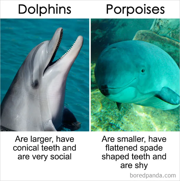 39 ‘Same’ Things That Most People Don't Know Are Actually Different