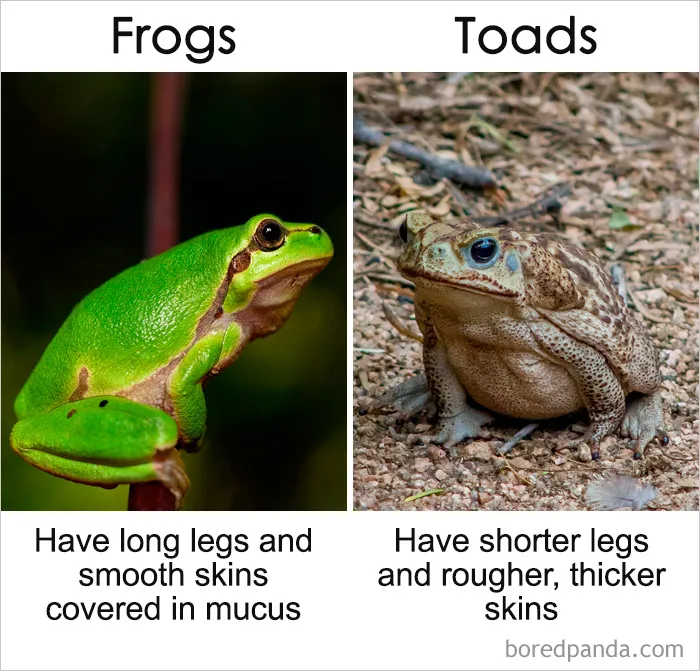 39 ‘Same’ Things That Most People Don't Know Are Actually Different